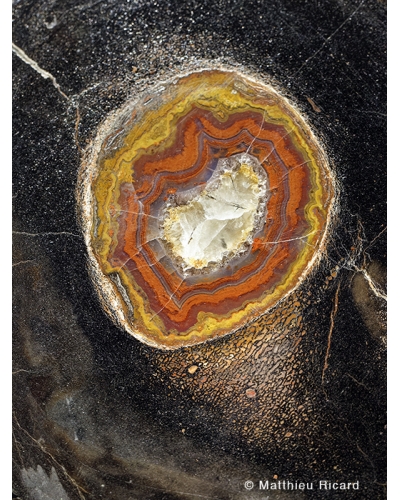 MR7582 Dinosaur femur in quartz agate