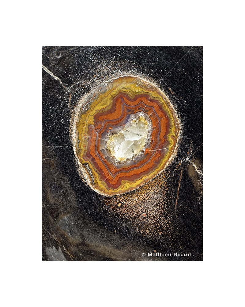 MR7582 Dinosaur femur in quartz agate