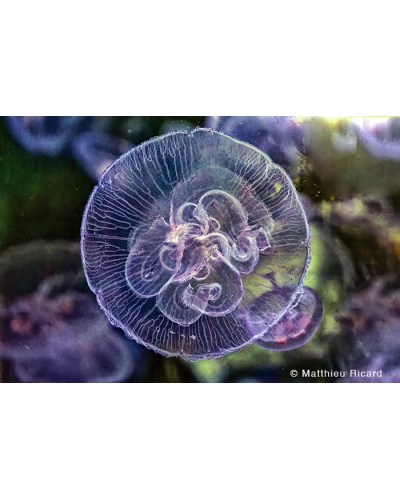 MR7638 Moon jellyfish