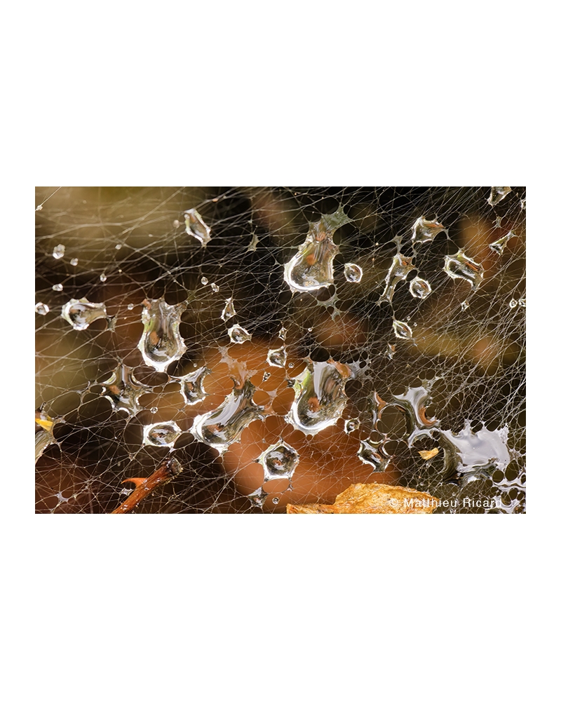 MR8298 Dew drops