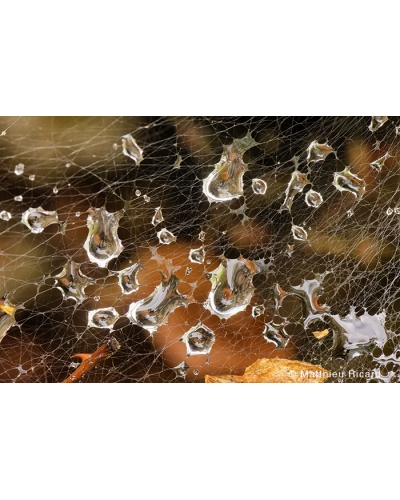 MR8298 Dew drops