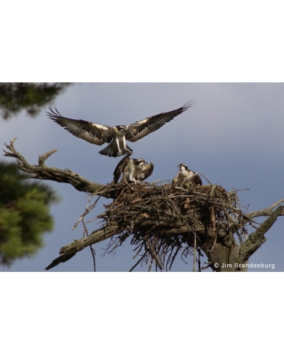 DOS61 Osprey nest