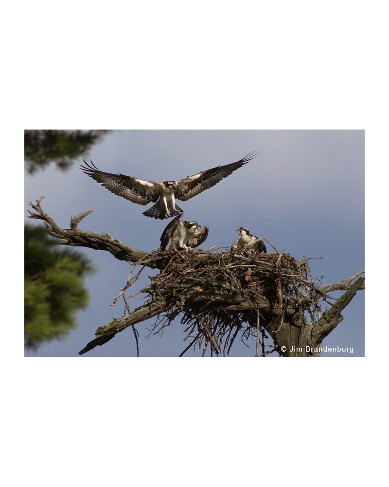 DOS61 Osprey nest