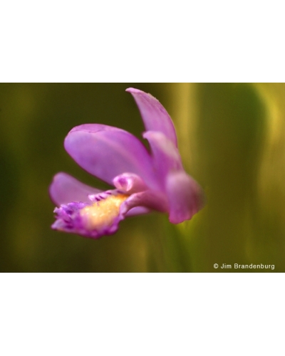 DOS73 Rose Pogonia orchid
