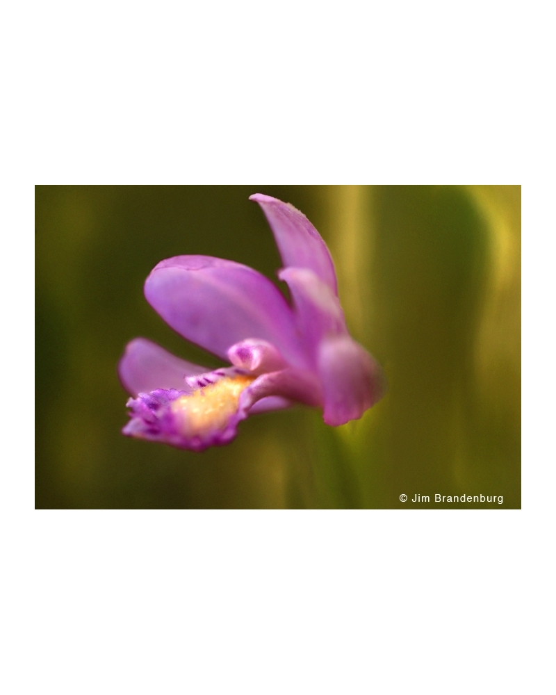 DOS73 Rose Pogonia orchid