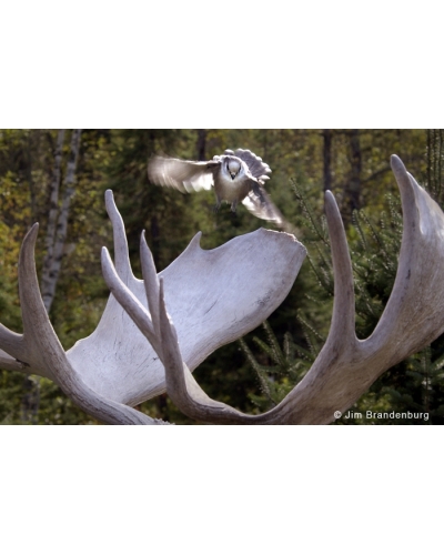 DOS85 Gray jay on moose antlers