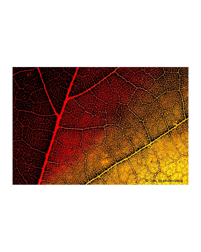 DOS88 Maple leaf