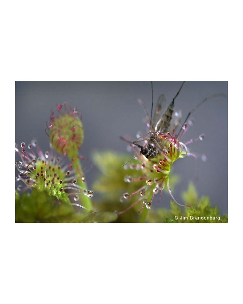 DOS89 Sundew eating a mosquito