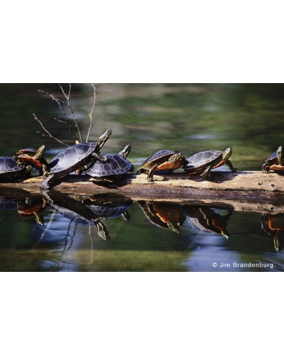 NW508 Turtles on a log