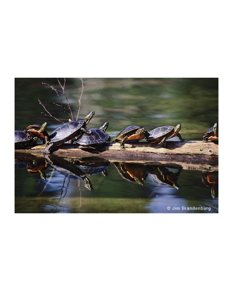 NW508 Turtles on a log