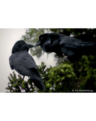 DOS90 Courting ravens
