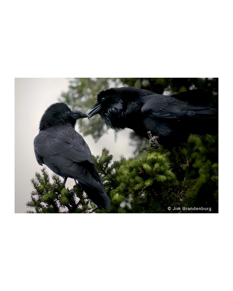 DOS90 Courting ravens