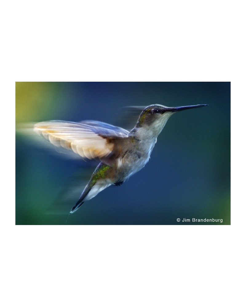 SP1 Humming bird