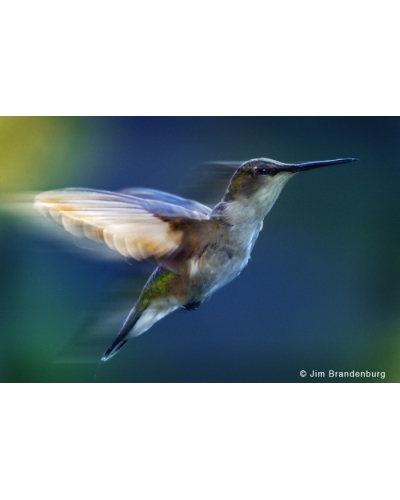 SP1 Humming bird