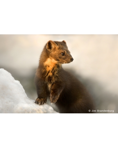 SP7 Pine marten