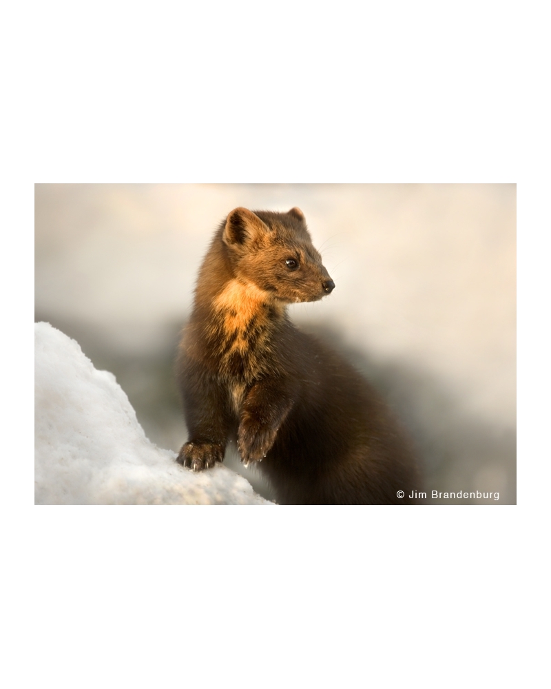 SP7 Pine marten