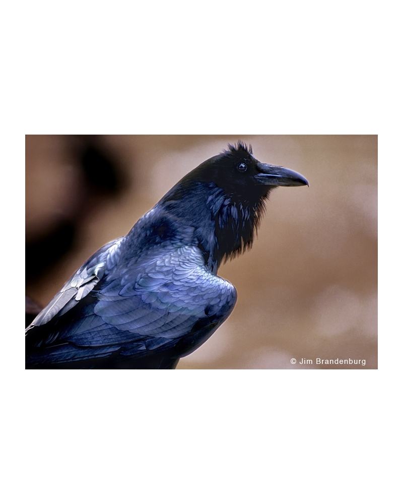 NW510 Iridescent raven