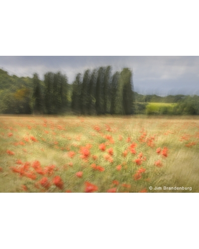 JBF109 Giverny poppies and poplars