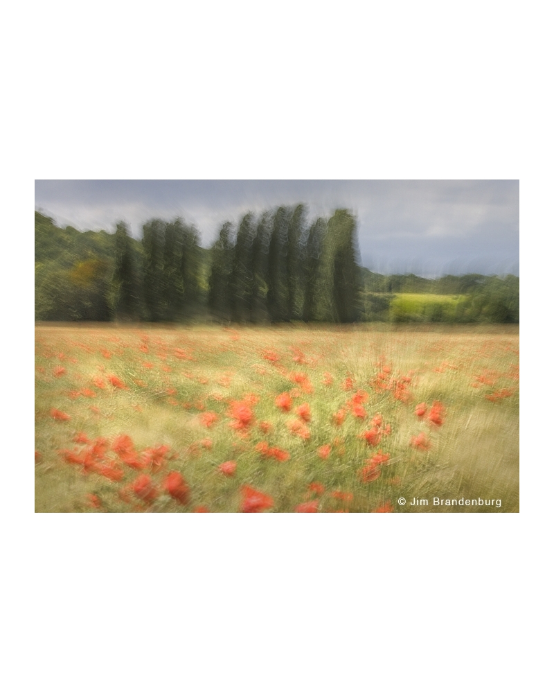 JBF109 Giverny poppies and poplars