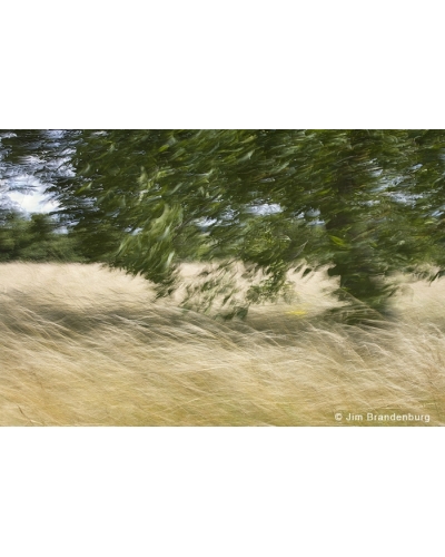 JBF113 Giverny grass and tree in wind