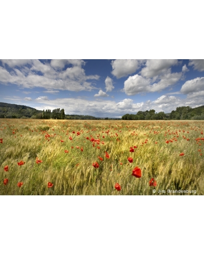JBF115 Giverny clouds, wheat and poppies