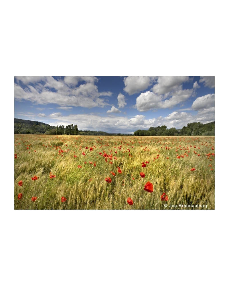 JBF115 Giverny clouds, wheat and poppies