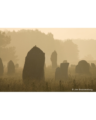 JBF118 Carnac stones birds