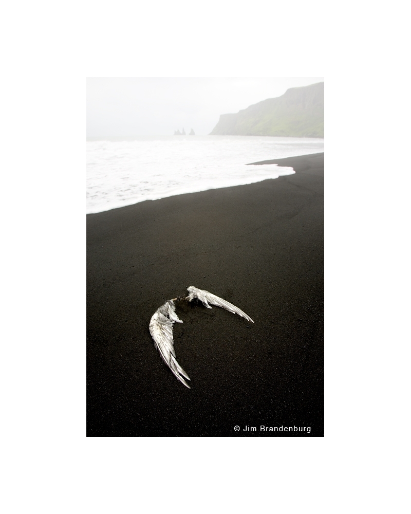 M505 Gull wings on black beach