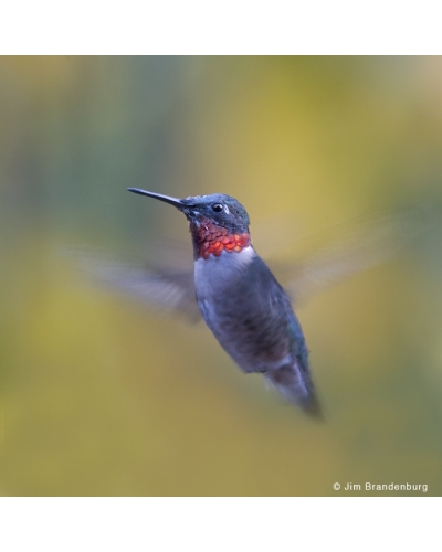 NW735 Male humming bird