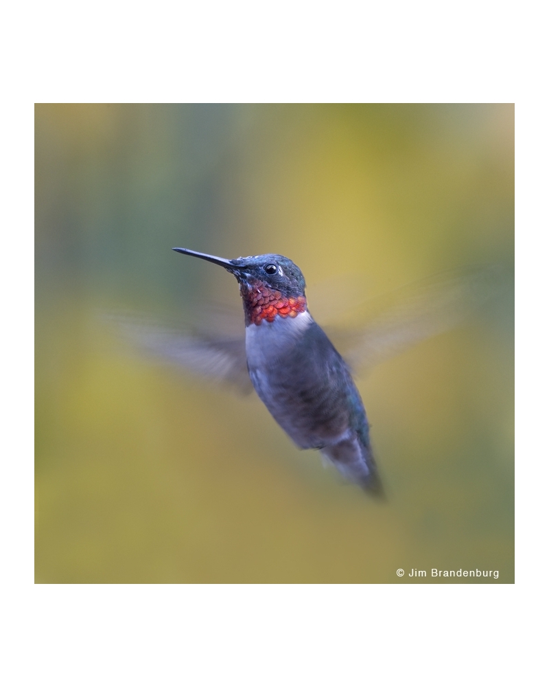 NW735 Male humming bird