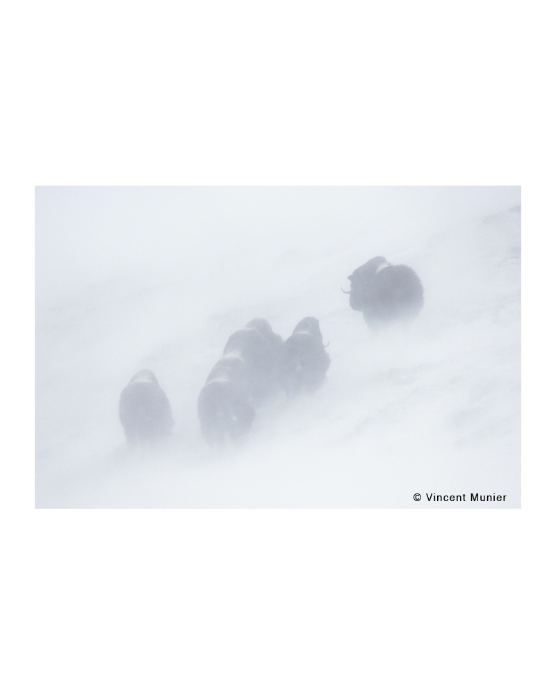VMBN57 Muskoxen