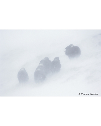 VMBN57 Muskoxen