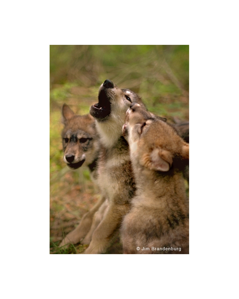BW20 Wolf pups howl