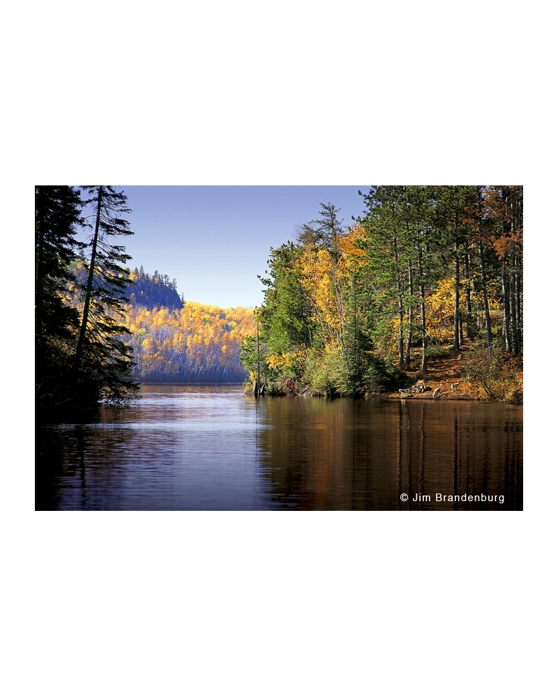 BW26 Moose Lake wolves