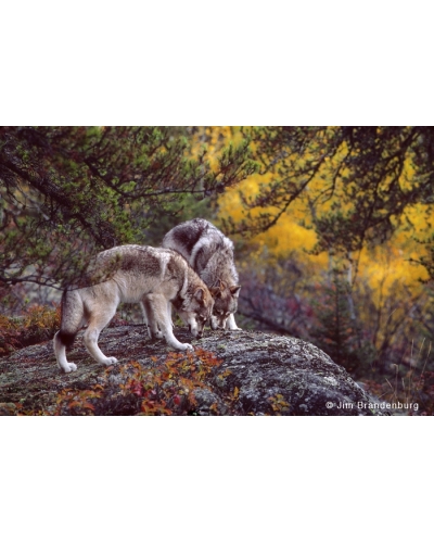 BW31 Two wolves licking rock