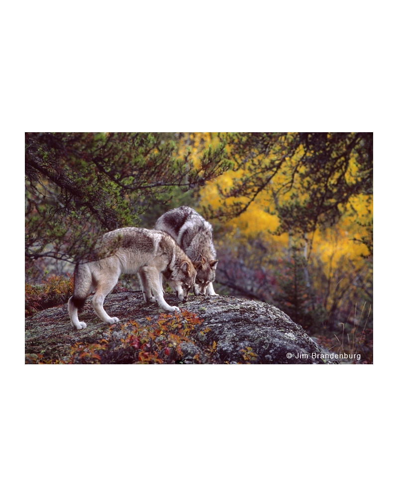 BW31 Two wolves licking rock