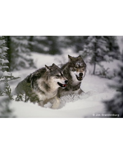 BW44 Two happy wolves running