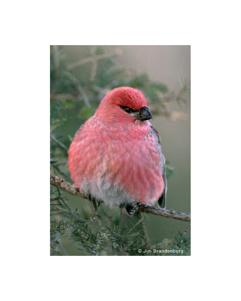 BW45 Pine grosbeak