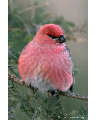 BW45 Pine grosbeak