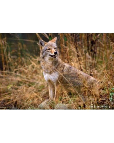 BW46 Coyote portrait