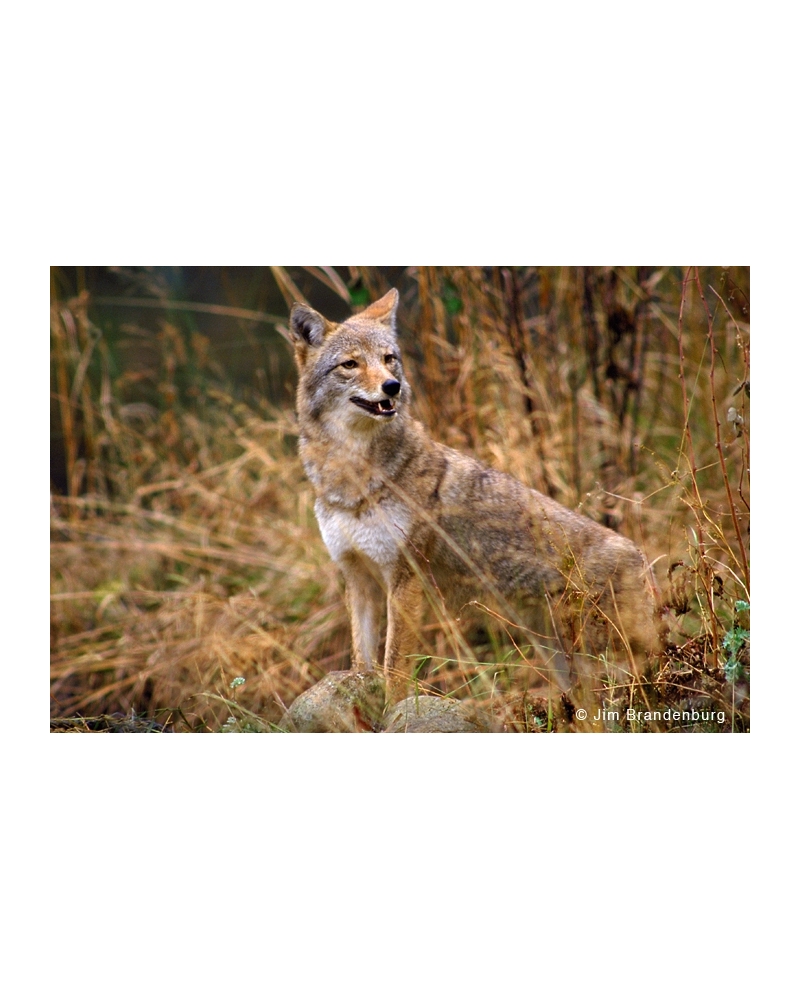 BW46 Coyote portrait
