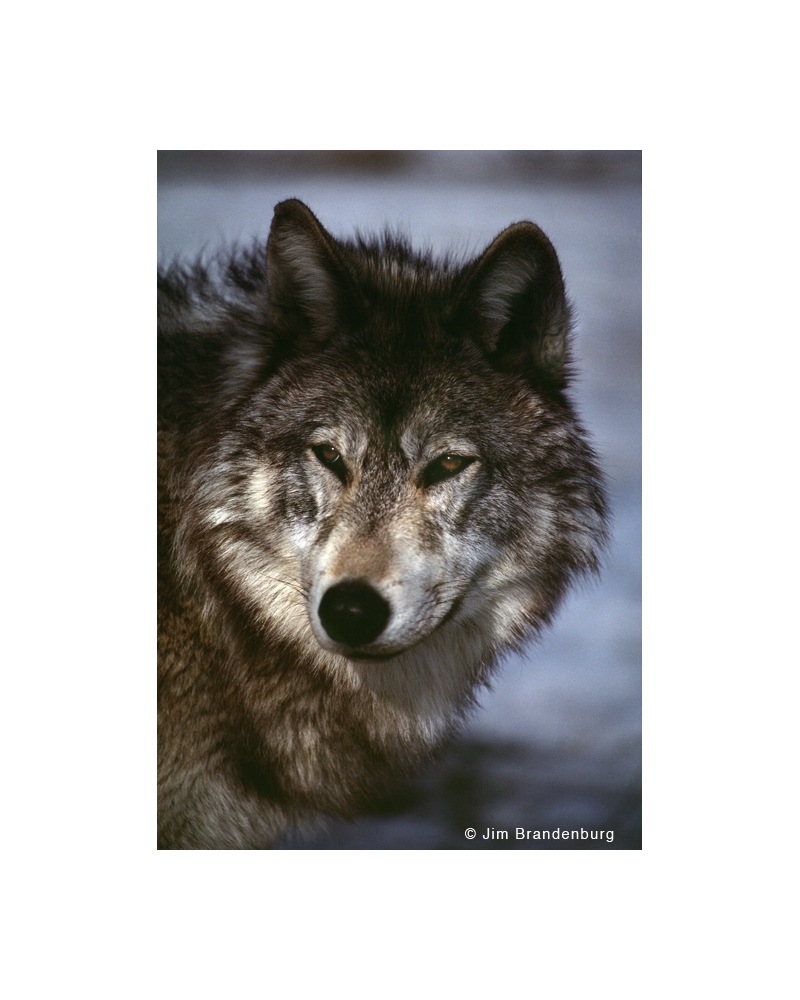 BW57 Wolf portrait