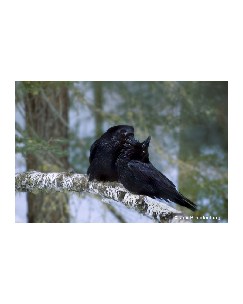 BW75 Grooming ravens