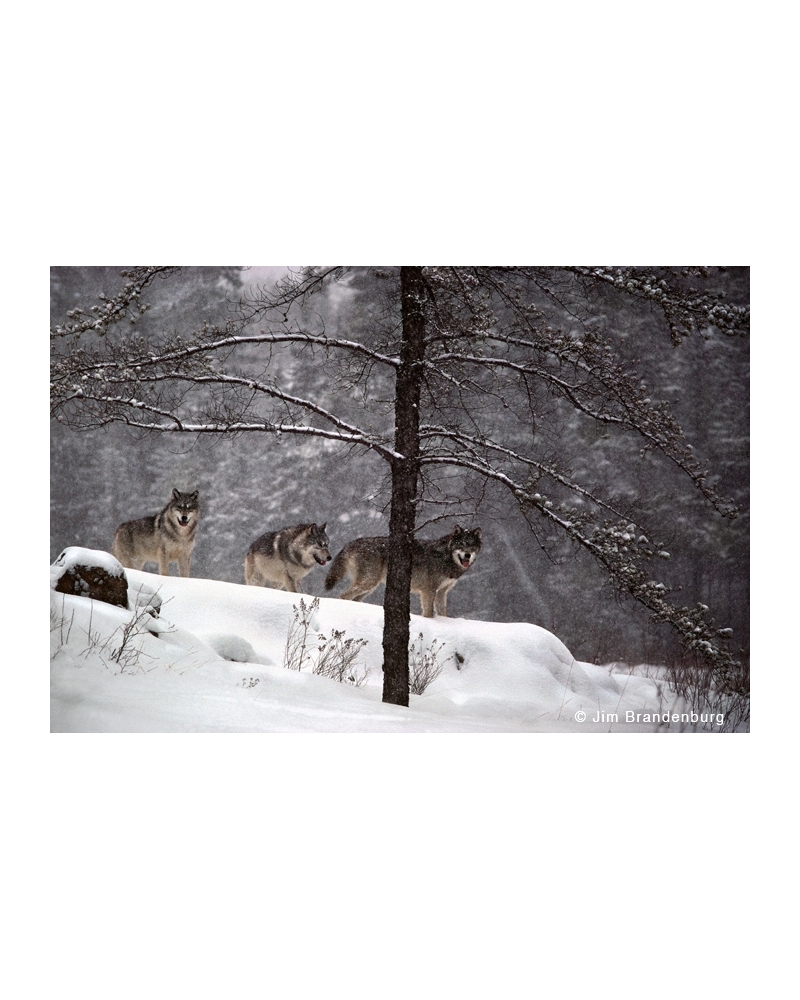 Photo art BW85 Wolf encounter by Jim Brandenburg