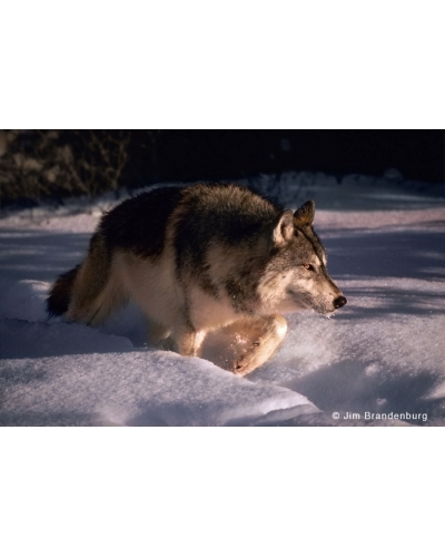 BW91 Snow wolf at 30 degrees below zero