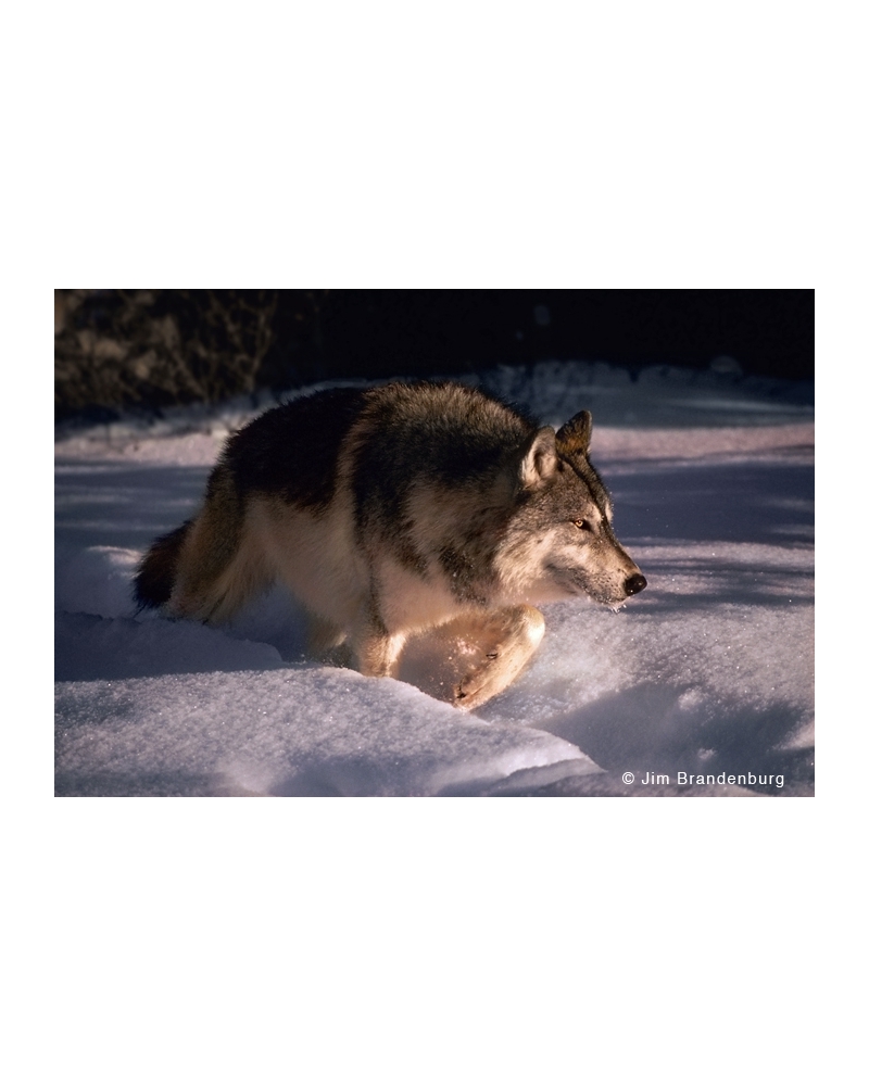 BW91 Snow wolf at 30 degrees below zero