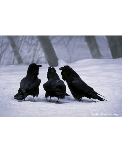 BW111 Three gossiping raven