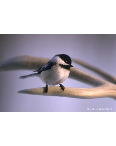 BW112 Chickadee