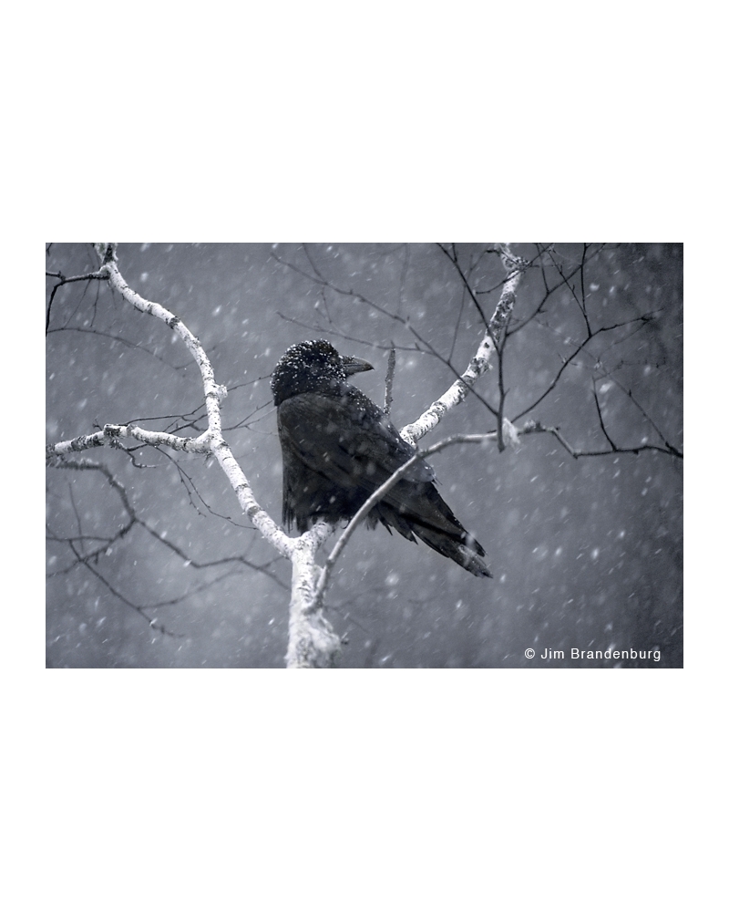 BW121 Raven in birch and snowfall