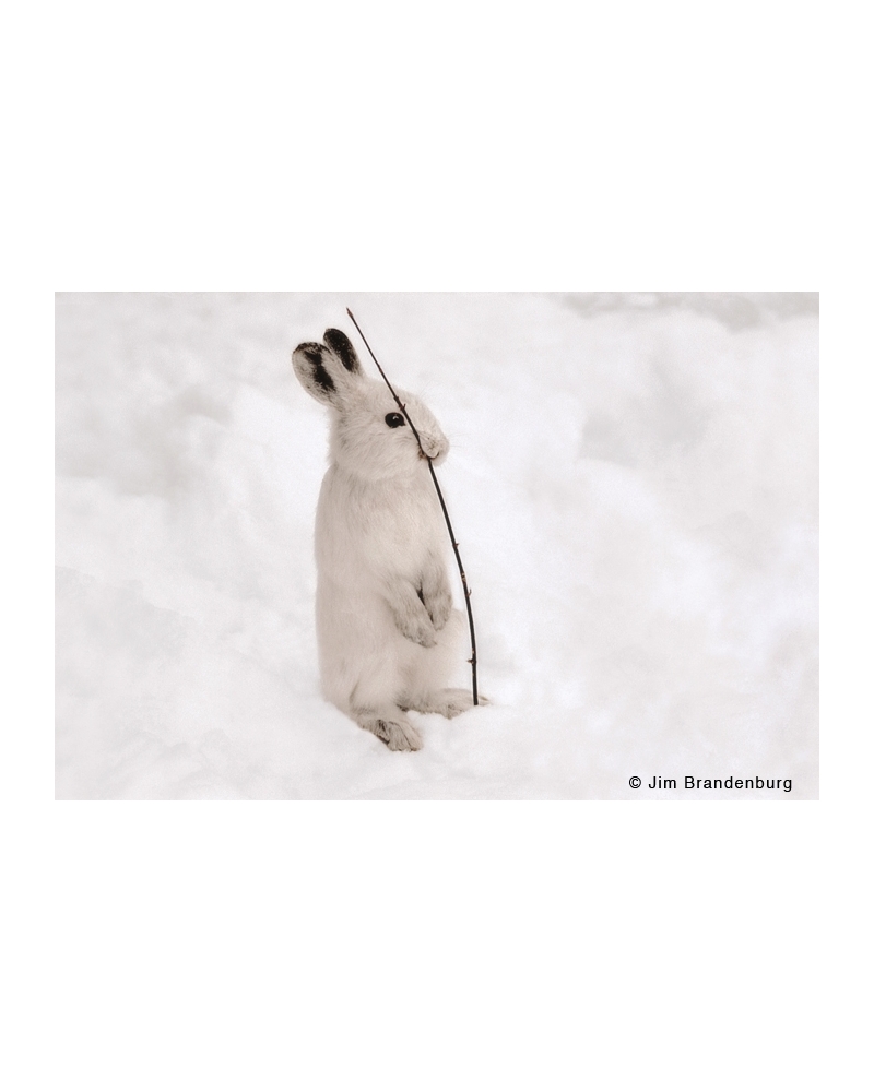 BW123 Snowshoe hare with stick